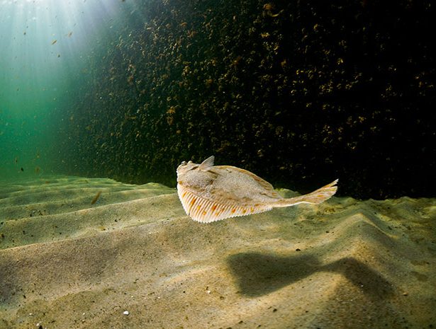 Podstawy ekologii morza