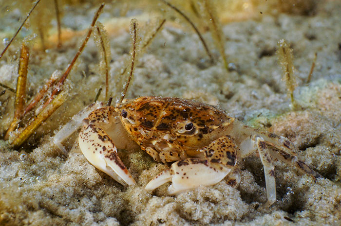 Biodiversity of the Bay of Puck