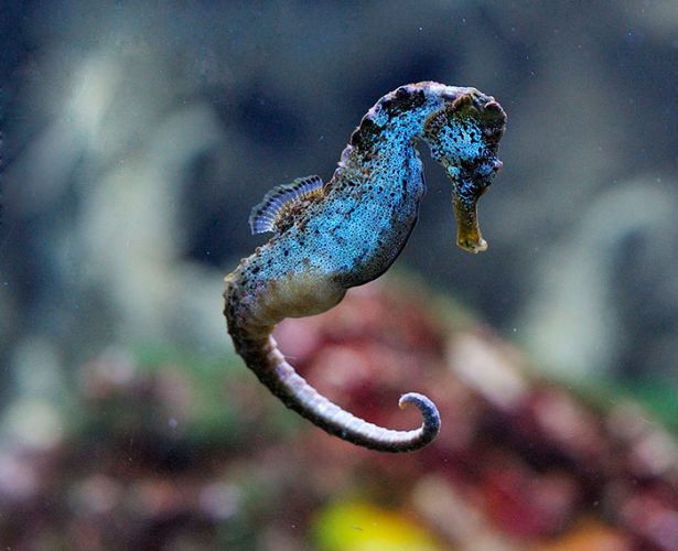 Slender seahorse