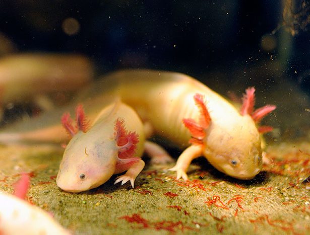 Ambystoma mexicanum (aksolotl meksykański)