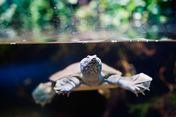 Chinese softshell turtle