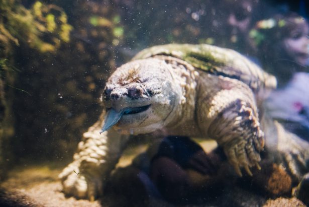 Common snapping turtle | NMFRI Gdynia Aquarium