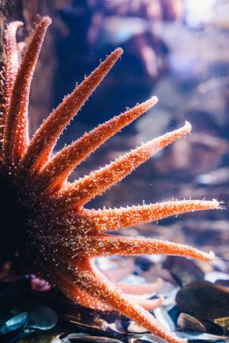 Sunflower Sea Star, Online Learning Center