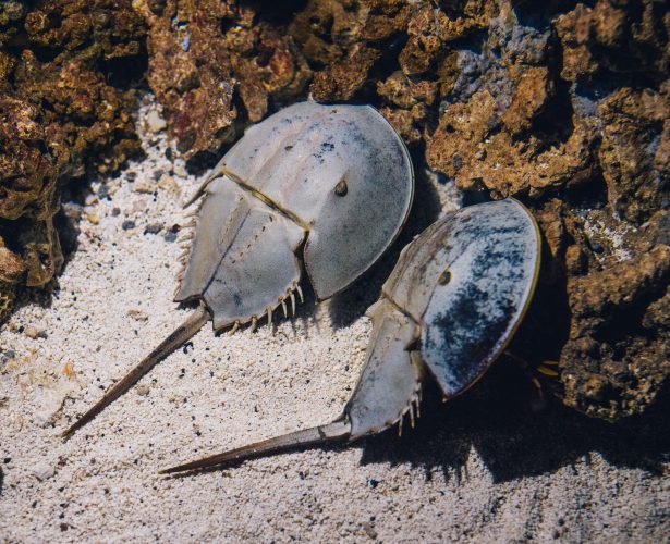 Horseshoe crab