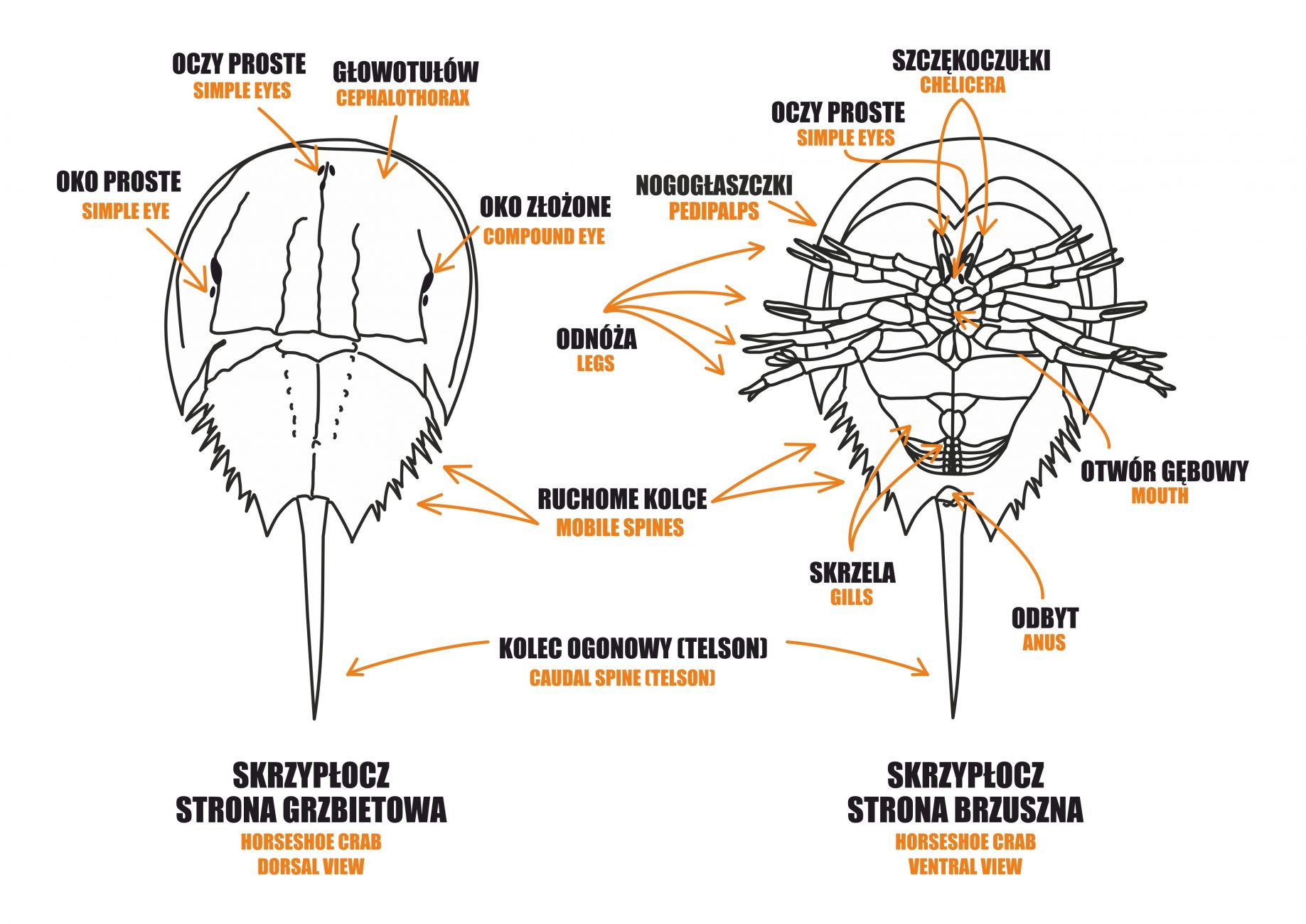 horseshoe crab anatomy