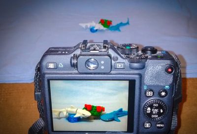 Wyniki konkursu fotograficznego: Dzień z życia rekina