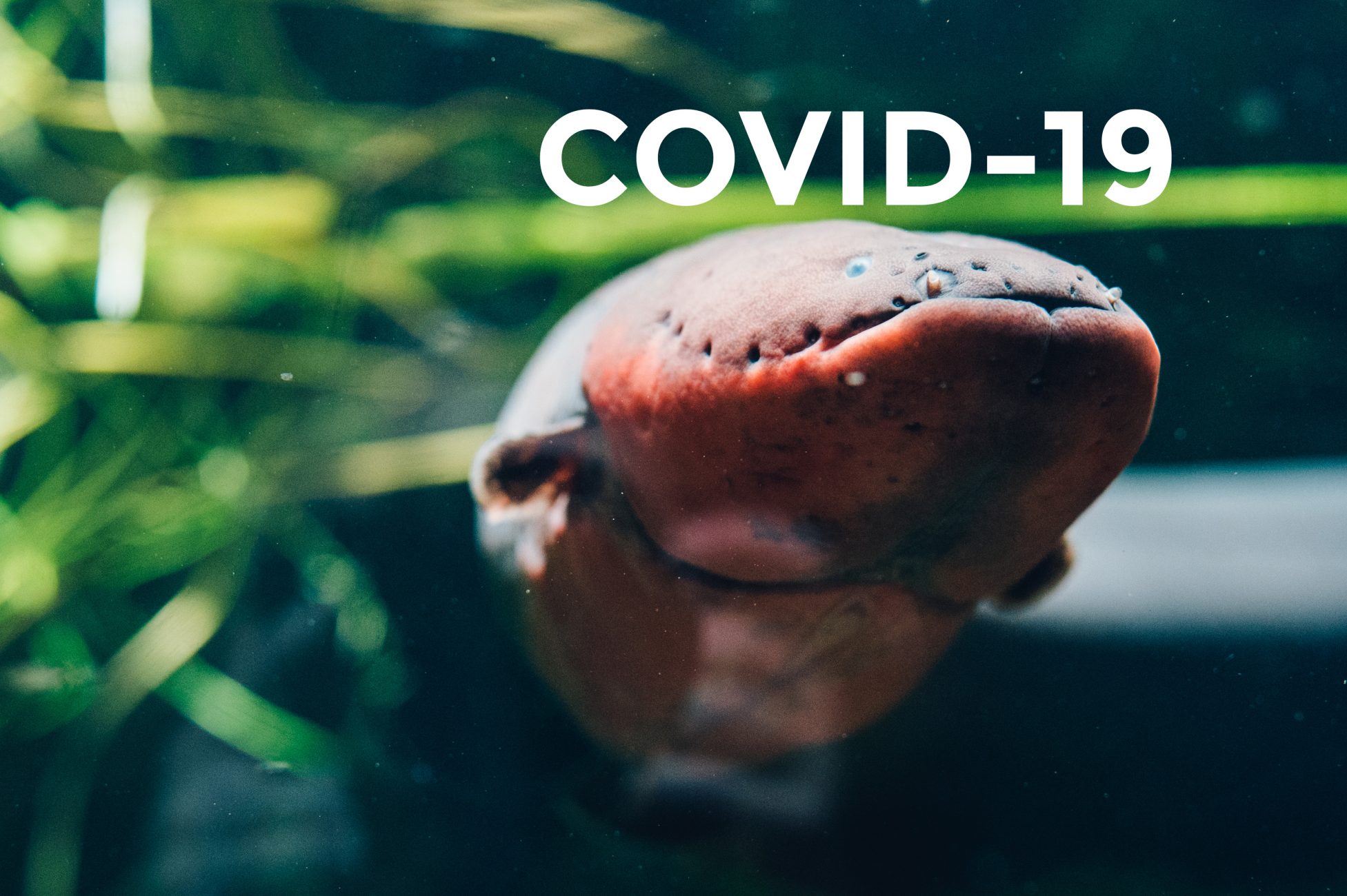 COVID19 rules of visit NMFRI Gdynia Aquarium