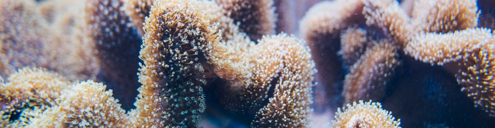 Koralowce miękkie