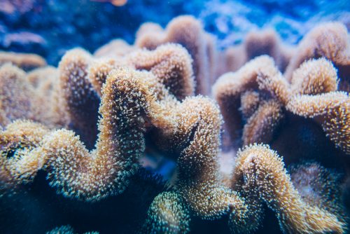 Soft corals | NMFRI Gdynia Aquarium