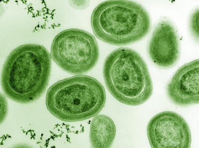 Czym są mikroorganizmy?
