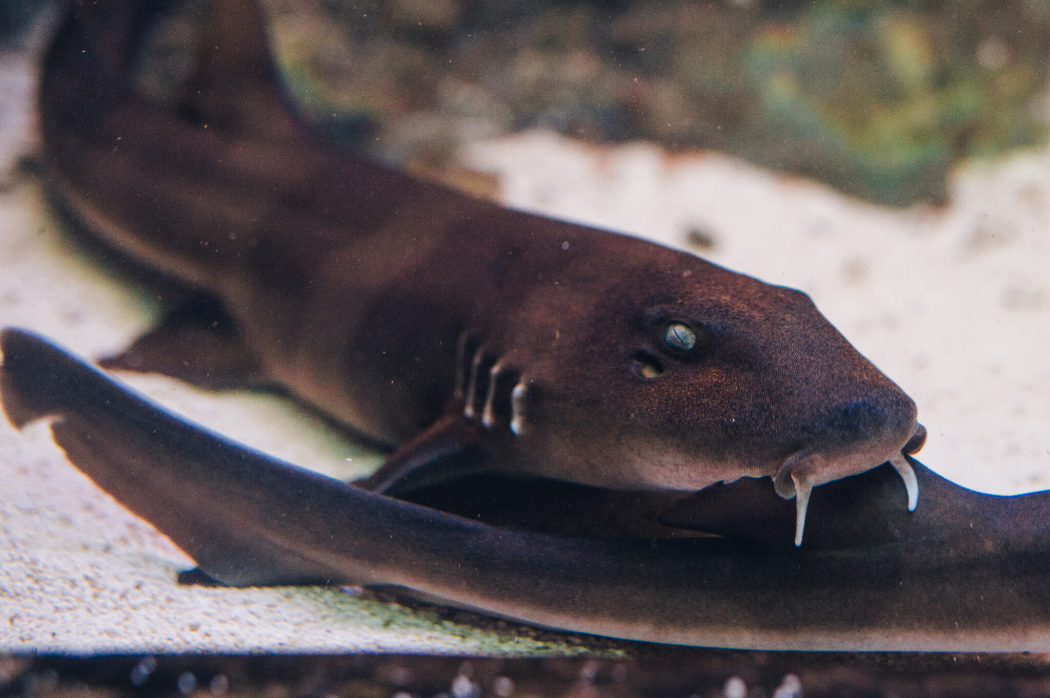 Brownbanded bamboo shark NMFRI Gdynia Aquarium