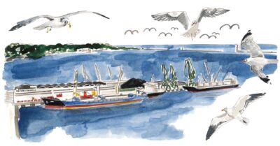 Spotkanie z ptakami morskimi w Gdyni 2023