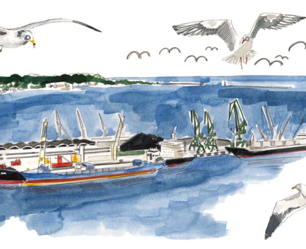 Spotkanie z ptakami morskimi w Gdyni 2023