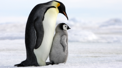 Poczytaj o pingwinach cesarskich!