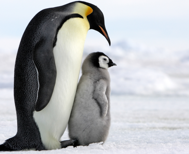 Poczytaj o pingwinach cesarskich!