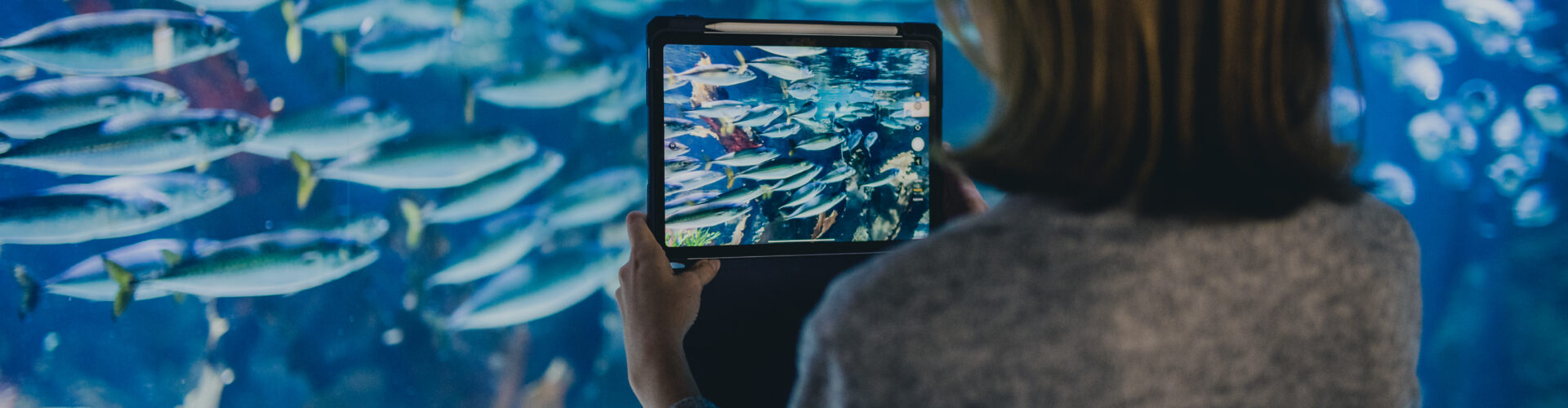 Akwarium Gdyńskie MIR-PIB