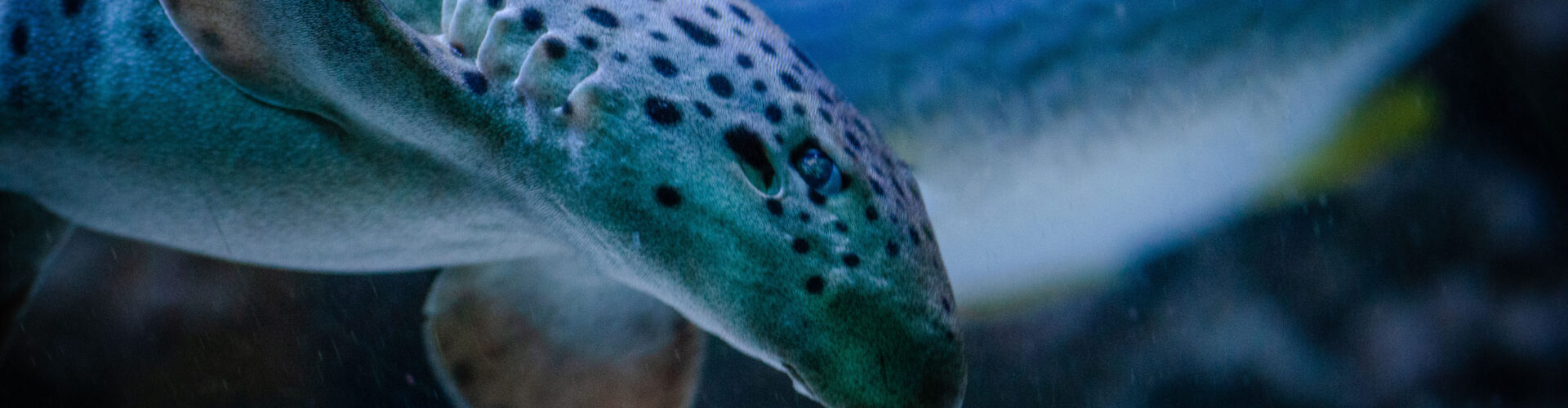 Akwarium Gdyńskie MIR-PIB