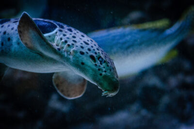 Weekend Rekina | 15-16.11