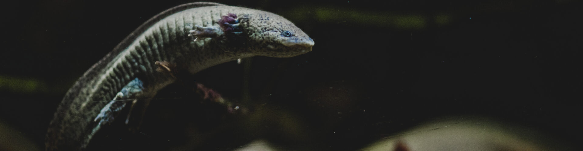 Ferie z aksolotlem | 17.01 – 01.03