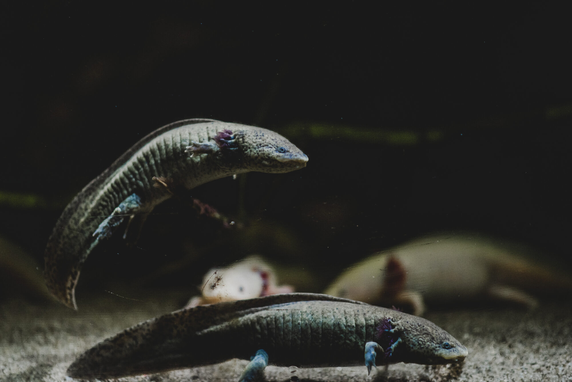 aksolotl meksykański