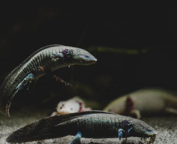 Ferie z aksolotlem | 17.01 – 01.03