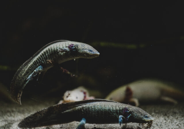 aksolotl meksykański