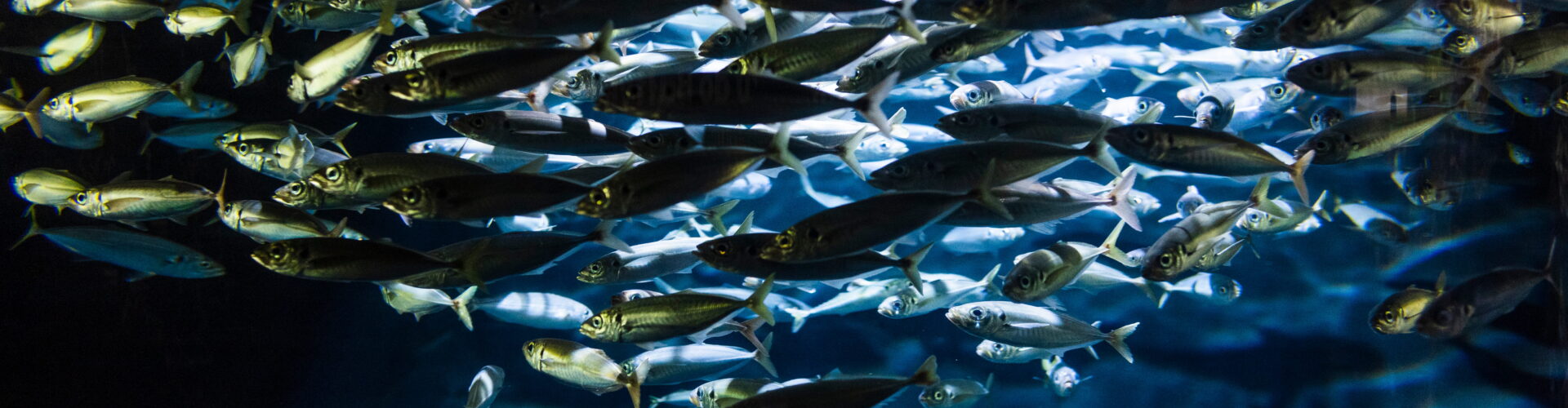 Dlaczego ryby pływają w ławicach?