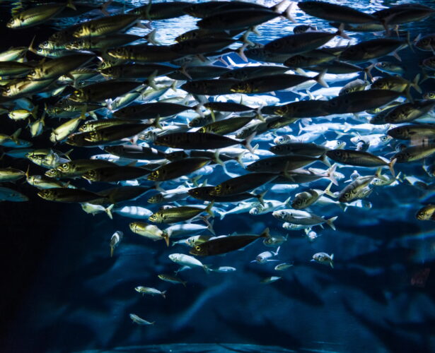Dlaczego ryby pływają w ławicach?