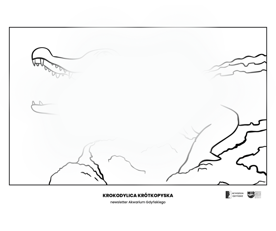 kolorowanka z krokodylem krótkopyskim