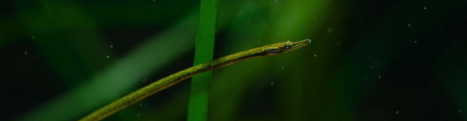 Akwarium Gdyńskie MIR-PIB