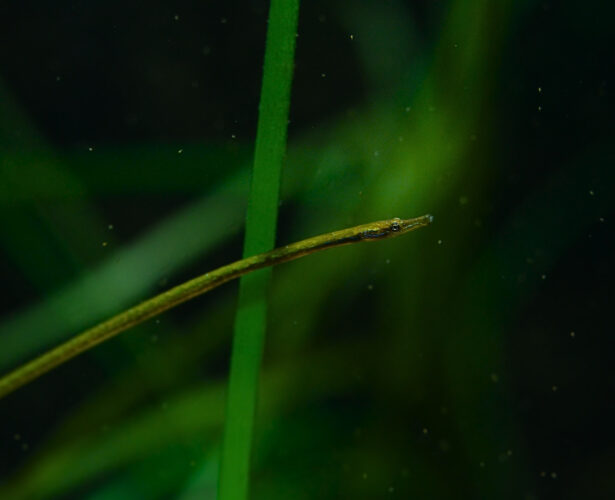 Dzień Ochrony Morza Bałtyckiego | 21-22.03.2026