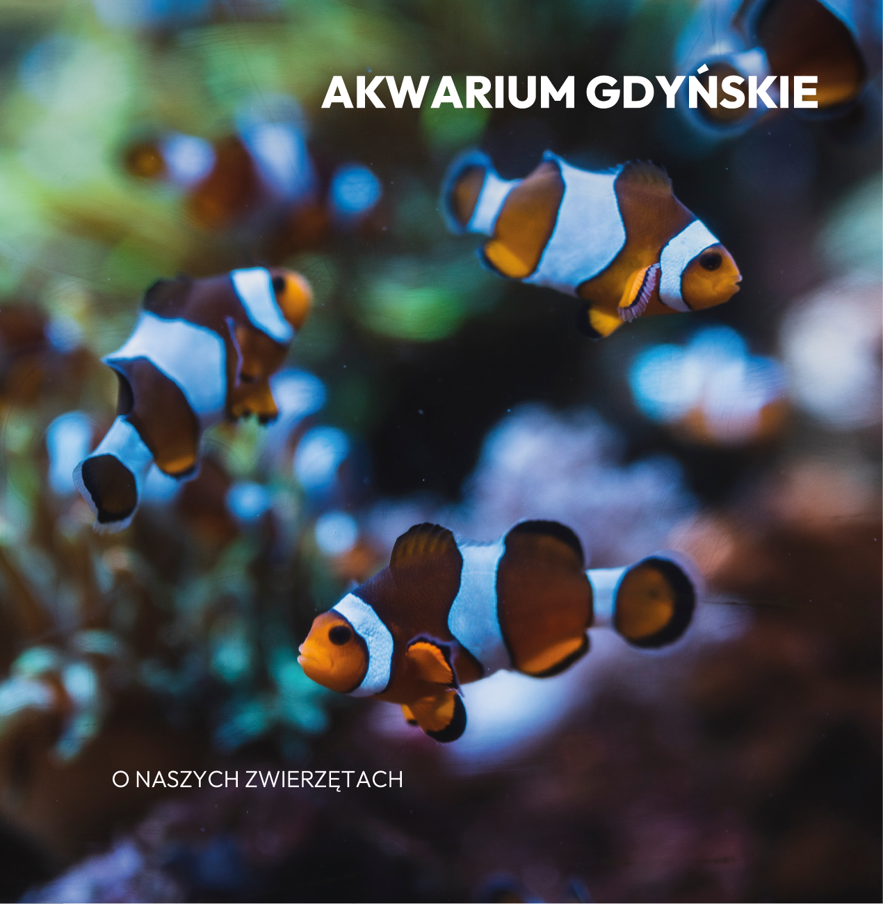 Exhibition catalogue cover. The main image shows three colourful fish—clownfish with white and orange stripes.
