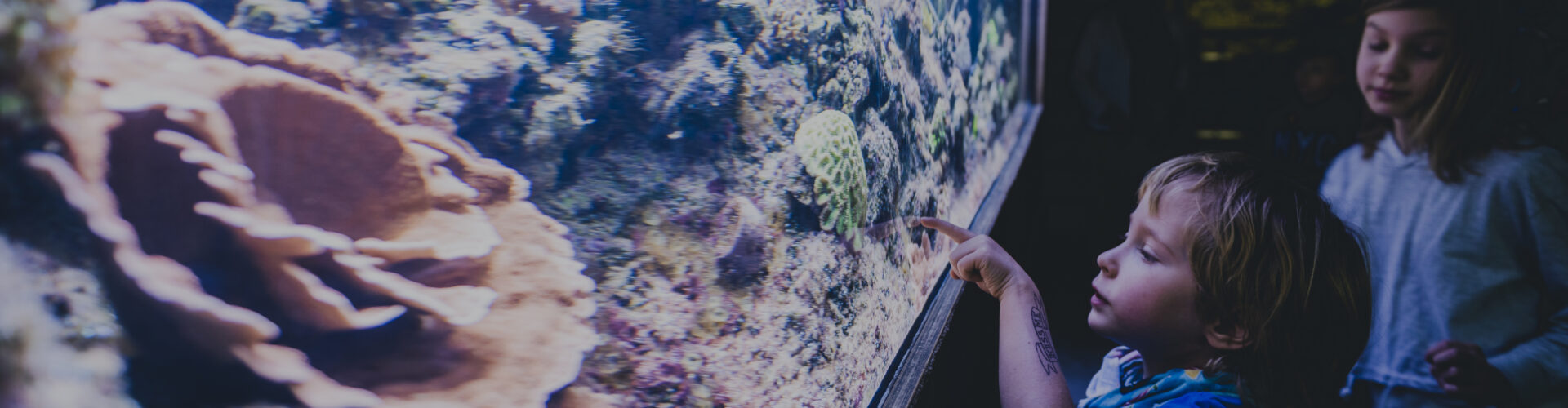 Akwarium Gdyńskie dołącza do Pomorskiej Nocy Naukowców