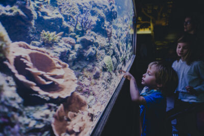 Akwarium Gdyńskie dołącza do Pomorskiej Nocy Naukowców