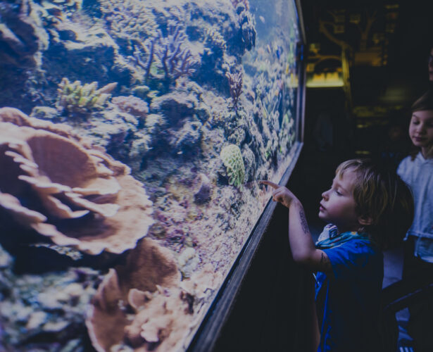 Akwarium Gdyńskie dołącza do Pomorskiej Nocy Naukowców