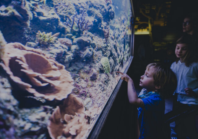 dziecko oglądające zbiornik rafowy w Akwarium Gdyńskim