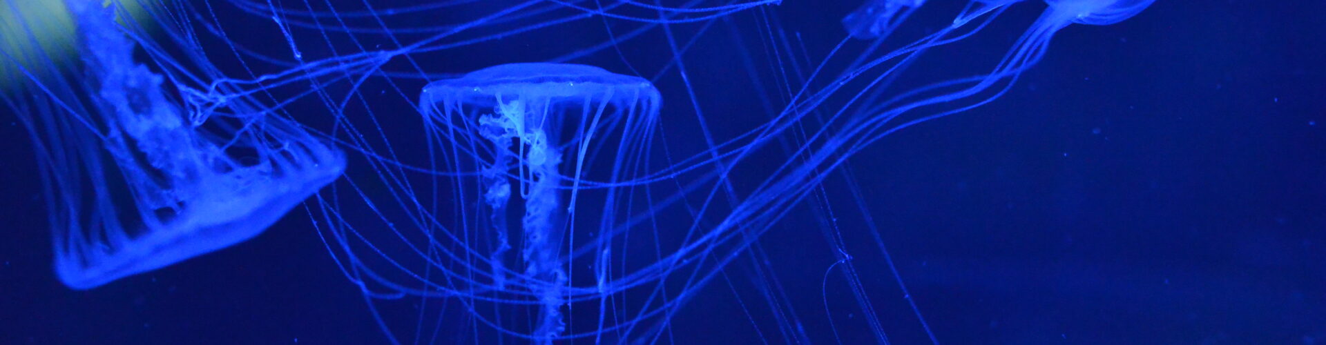 Akwarium Gdyńskie MIR-PIB