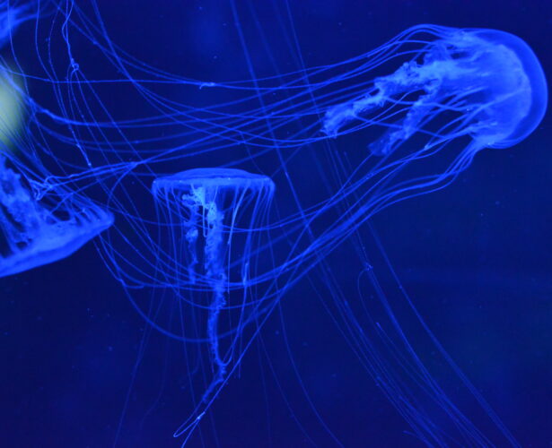 Godziny otwarcia w okresie świąt wielkanocnych | Awaria windy