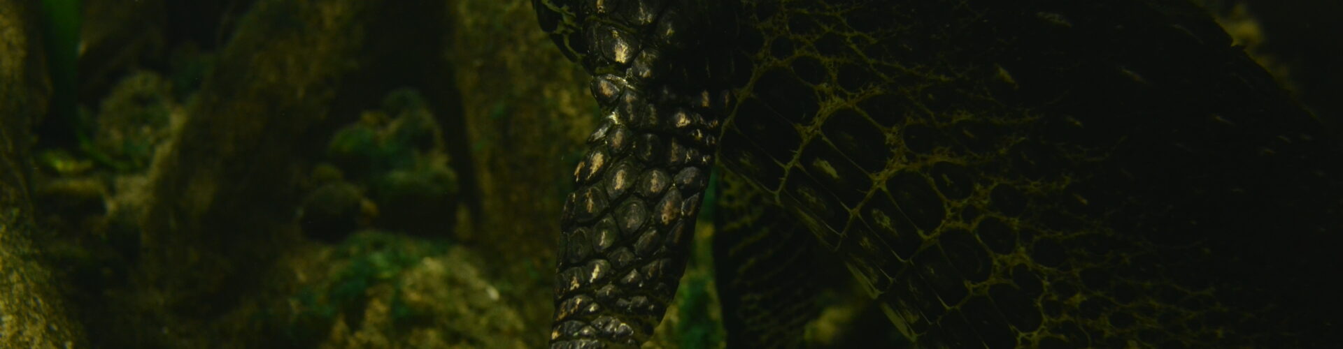 7 TyDzień Misji Ogrodów Zoologicznych i Akwarium | Konkurs