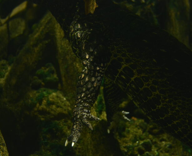 7 TyDzień Misji Ogrodów Zoologicznych i Akwarium | Konkurs